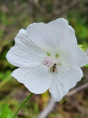 Malva moschata