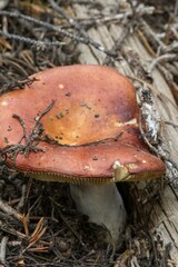 Russula xerampelina