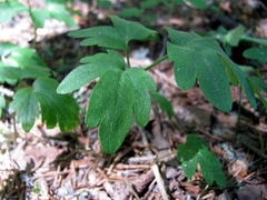 Adoxa moschatellina