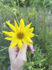 Helianthus giganteus