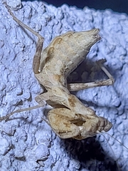 Ameles spallanzania