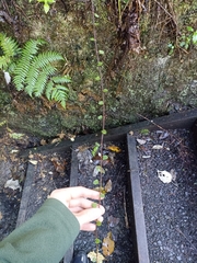 Muehlenbeckia australis