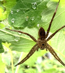 Dolomedes vittatus
