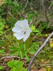 Malva moschata