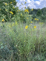 Helianthus giganteus