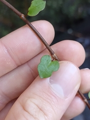 Muehlenbeckia australis