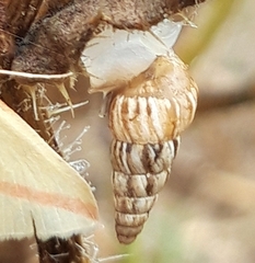 Cochlicella acuta