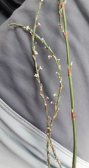 Polygonum equisetiforme