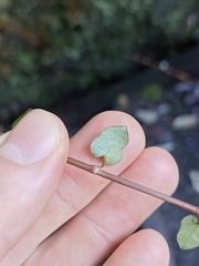 Muehlenbeckia australis