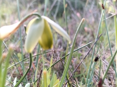 Albuca cooperi