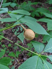 Aesculus parviflora