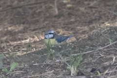 Cyanistes caeruleus