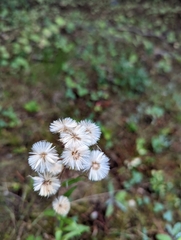 Erigeron acris