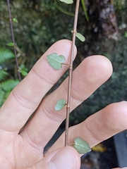 Muehlenbeckia australis