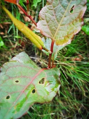 Reynoutria japonica