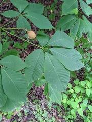 Aesculus parviflora