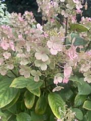 Hydrangea arborescens