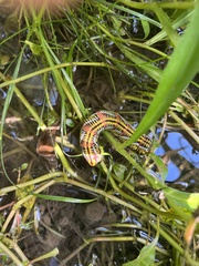 Eumorpha fasciatus