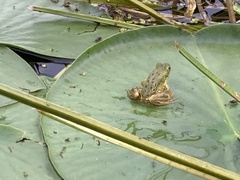 Lithobates septentrionalis