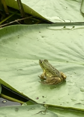 Lithobates septentrionalis