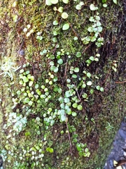 Metrosideros perforata