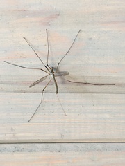 Tipula paludosa