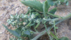 Atriplex laciniata