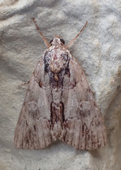 Catocala praeclara