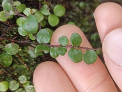 Metrosideros perforata