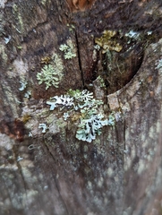 Hypogymnia physodes