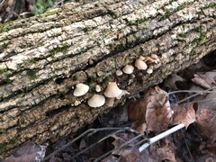 Crepidotus fraxinicola