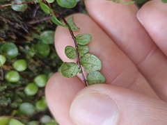 Metrosideros perforata
