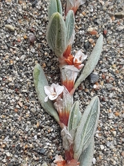 Polygonum maritimum