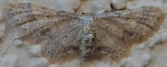 Idaea celtima