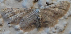 Idaea celtima
