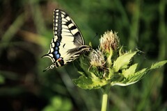 Papilio machaon