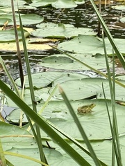 Lithobates septentrionalis