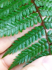 Dicksonia squarrosa
