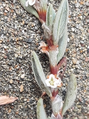 Polygonum maritimum