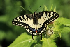 Papilio machaon