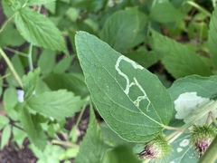 Phytomyza albiceps group