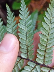 Dicksonia squarrosa