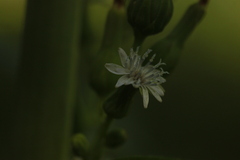 Lactuca biennis