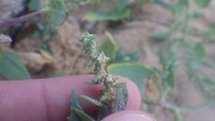 Atriplex laciniata