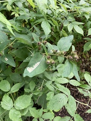 Phytomyza albiceps group