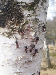 Formica rufa