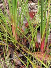 Xanthorrhoea minor minor