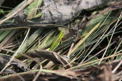 Euthystira brachyptera