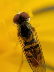 Toxomerus marginatus