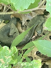Heterodon platirhinos